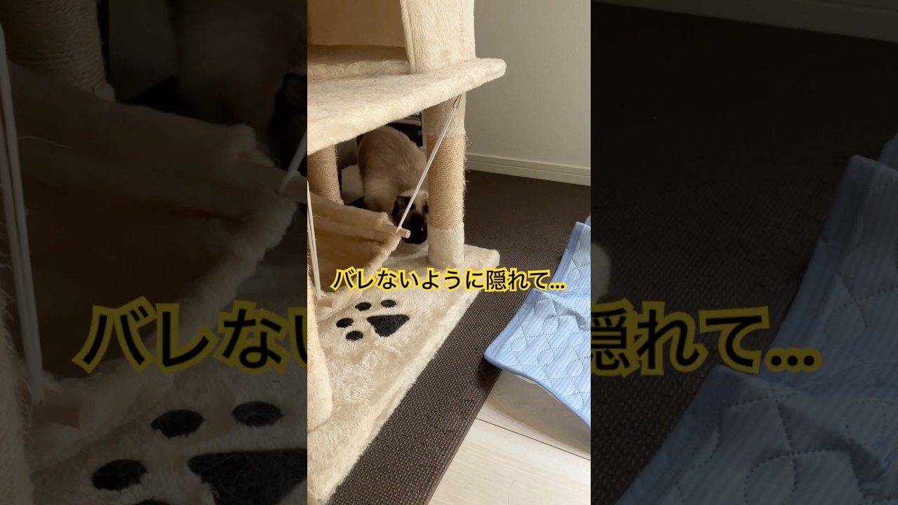 たぬきに似た猫さんと狩りした結果 #ragdolls #cats #cutecat #shorts #ラグドール #猫のいる暮らし #猫動画 #ショート