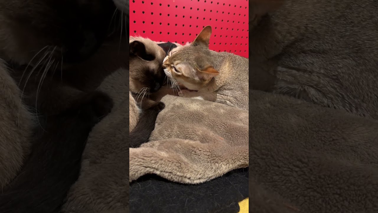 ペロペロしてあげたのにたぬき猫に迷惑がられたので人間に文句を言いに来るシンガプーラなのにゃ♪ #cat #シンガプーラ #トンキニーズ#たぬき猫