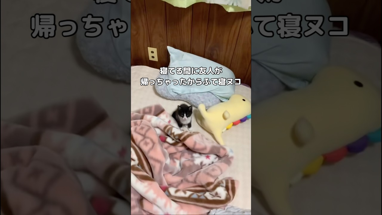 寝てる間に友人が帰ったらにゃんこがふて寝しちゃいました··· #子猫 #ふて寝 #shorts