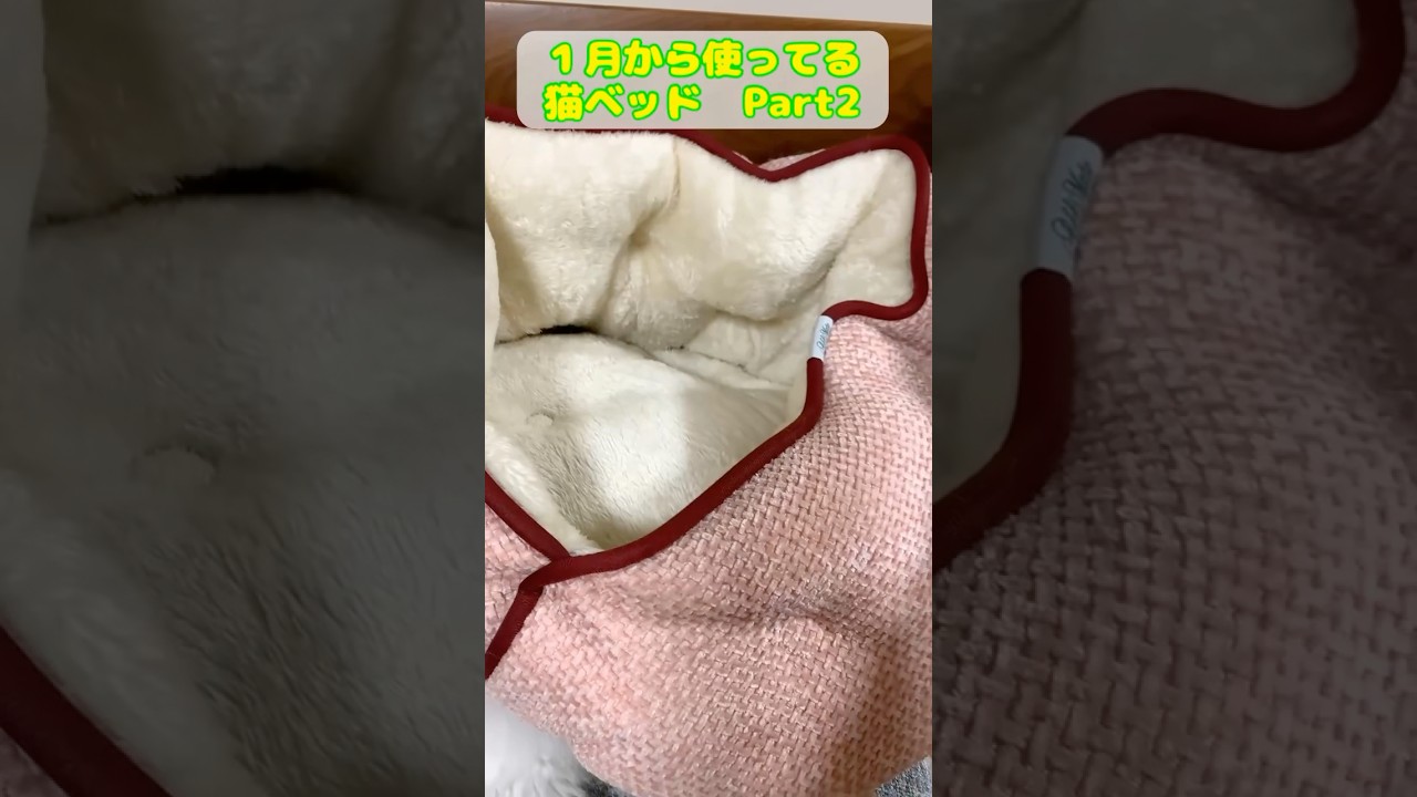 1月から使ってる猫ベッドPart2 #猫 #cat #ragdolls #ラグドール #猫のいる暮らし #猫好きさんと繋がりたい #子猫 #shorts