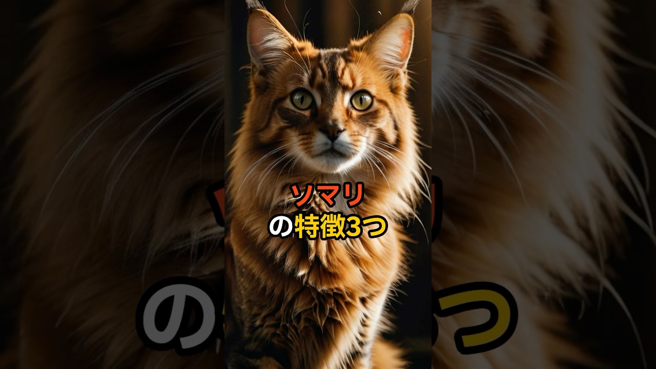 【珍しい猫種類】ソマリの特徴3つ🐈【種類別特徴】#ソマリ #猫 #猫雑学 #動物雑学