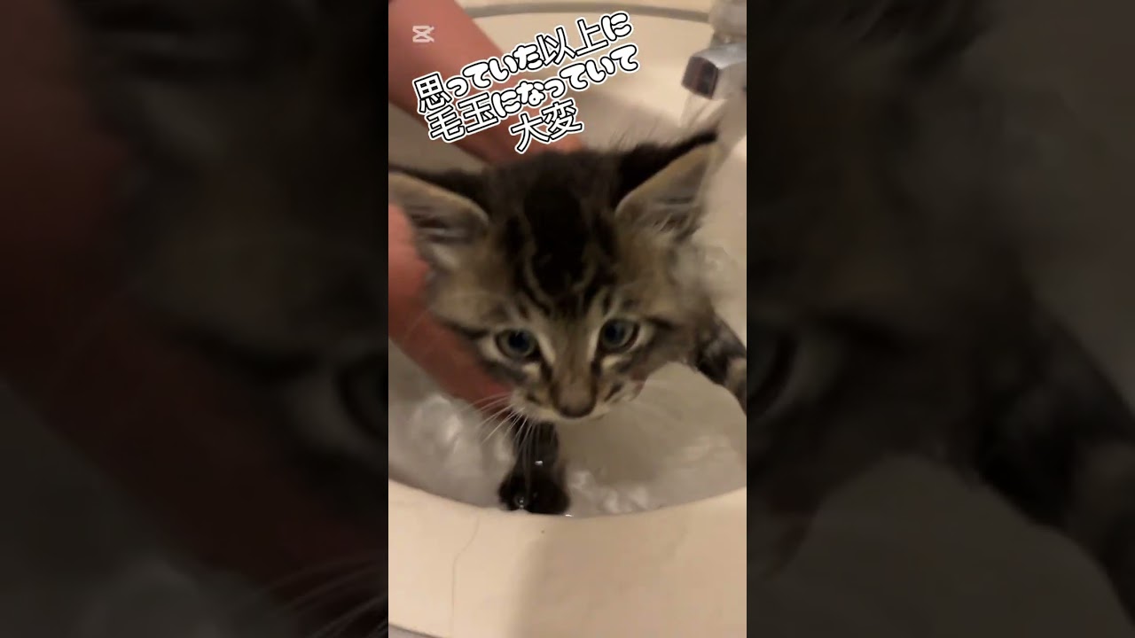 【保護猫】とりあえず…シャンプーしました。 #保護猫  #子ネコ  #猫のいる暮らし  #可愛い  #シャンプー