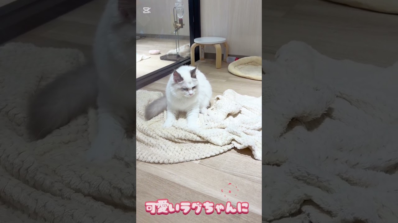 ラグドールは揉みの達人#shotrs #ラグドール #cat #こねこ