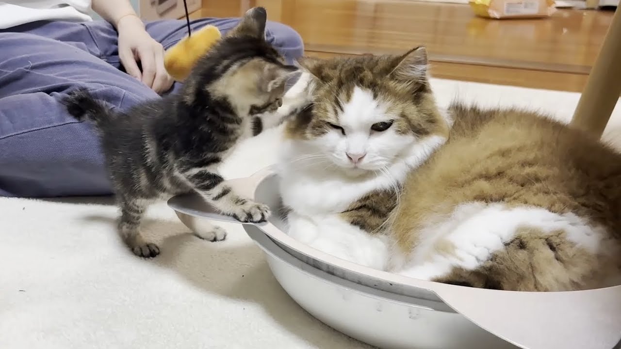 子猫にテシテシされても動じない心優しい猫