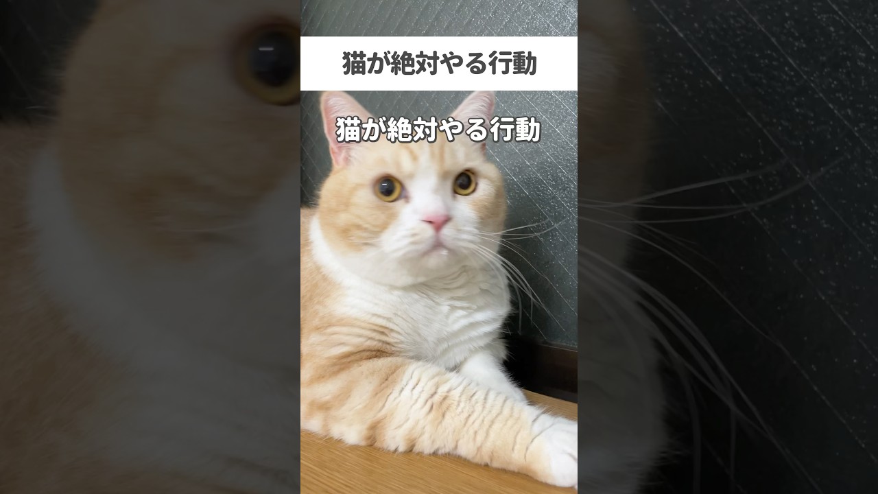 猫が絶対やる行動 #猫 #猫好きさんと繋がりたい #cat #替え歌 #ねこ