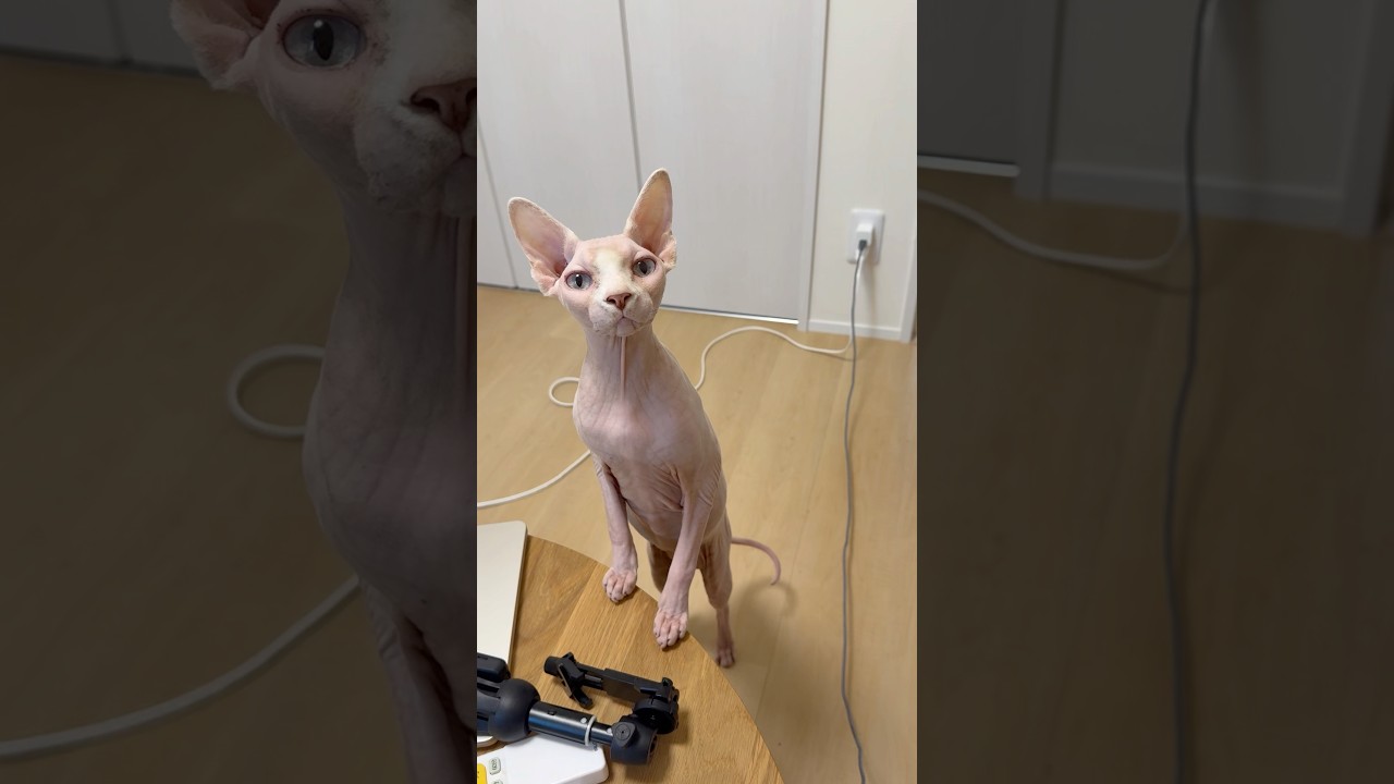 呼んだら走ってきた毛のない猫【スフィンクス】