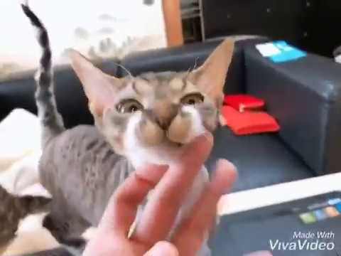 デボンレックス☆かわいい