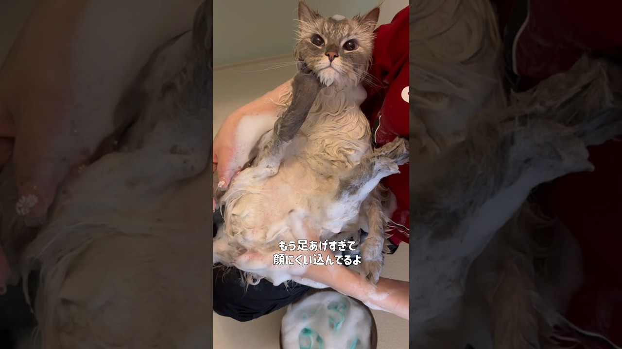 【圧倒的優猫】シャンプーに協力的すぎる猫 #cat #サイベリアン #ネヴァマスカレード #猫 #shots