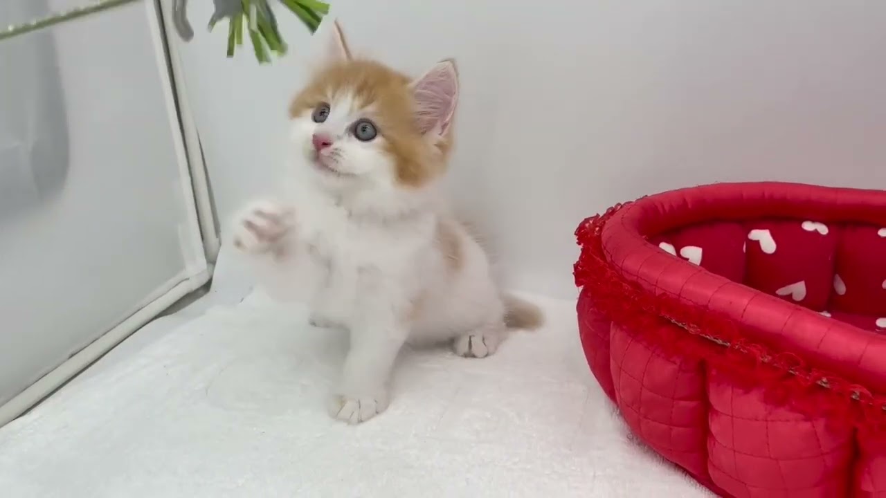 マンチカン ふわもこ♪とっても元気な男の子♡　毛色：レッドタビー&ホワイト（ロングヘアー）