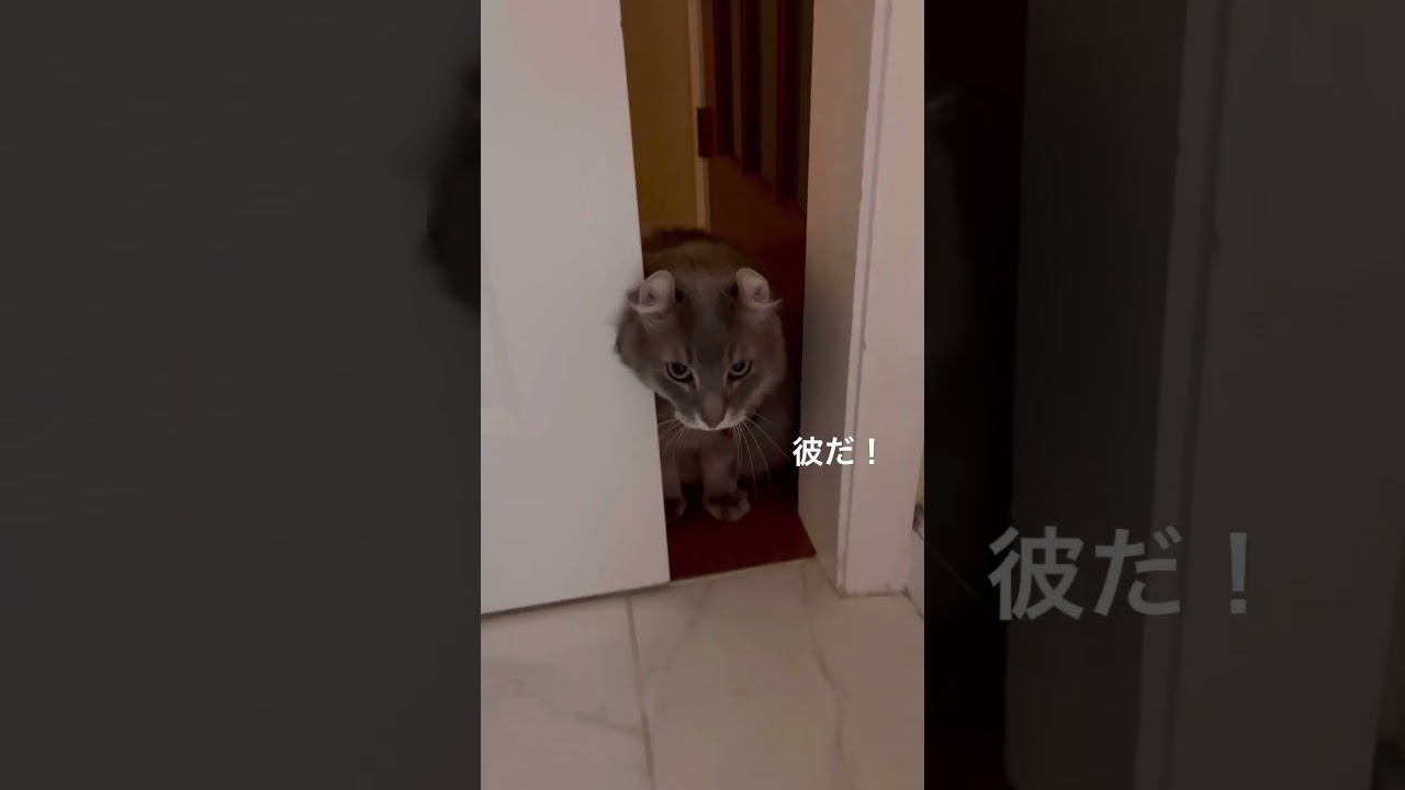 猫動画 #shorts 振り返ると奴がいる   #アメリカンカール