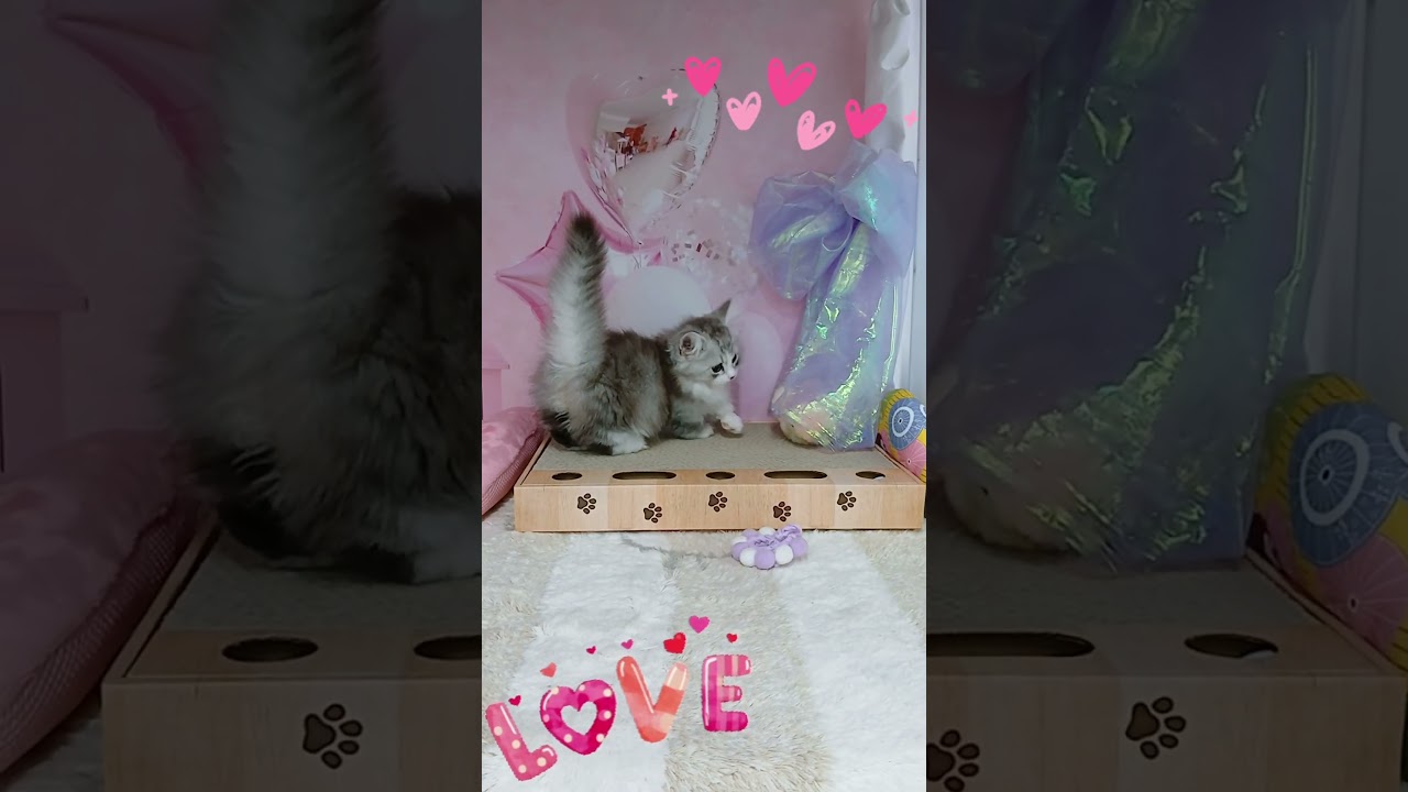 【ご家族様募集中】短足マンチカン男の子♡ #cat #かわいい子猫 #kitten #子猫 #cute #子猫ブリーダー #短足マンチカン #短足ミヌエット