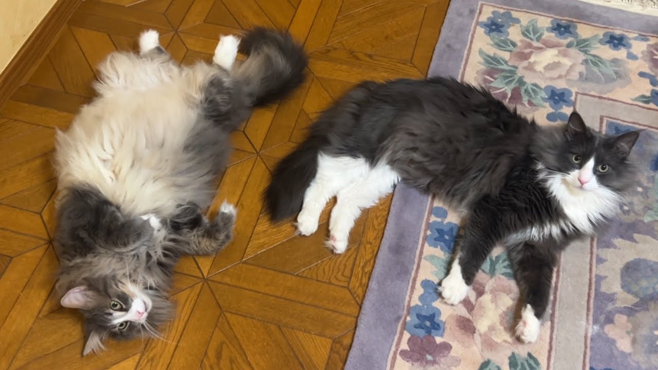 【元気!!】遊ぶの大好きなふたりは、最高の相棒wwwノルウェージャンフォレストキャットとターキッシュアンゴラ