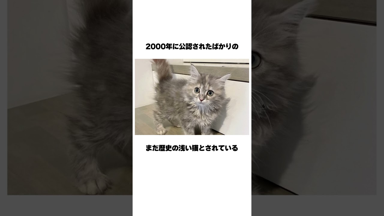 【くるくるパーマ猫】セルカークレックス