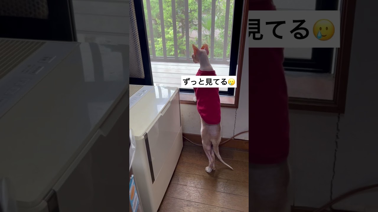 後ろ姿が切なすぎるスフィンクス#shorts #スフィンクス #スフィンクス猫 #sphynx #猫のいる暮らし