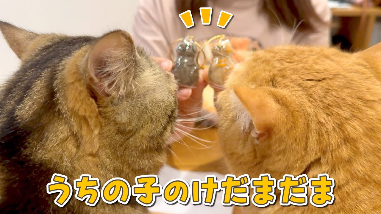 入手困難な「うちの子のけだまだま」が最高すぎました！！