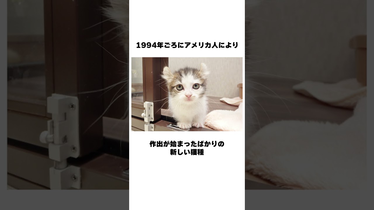 【アメリカンカール×マンチカン】マンチカール