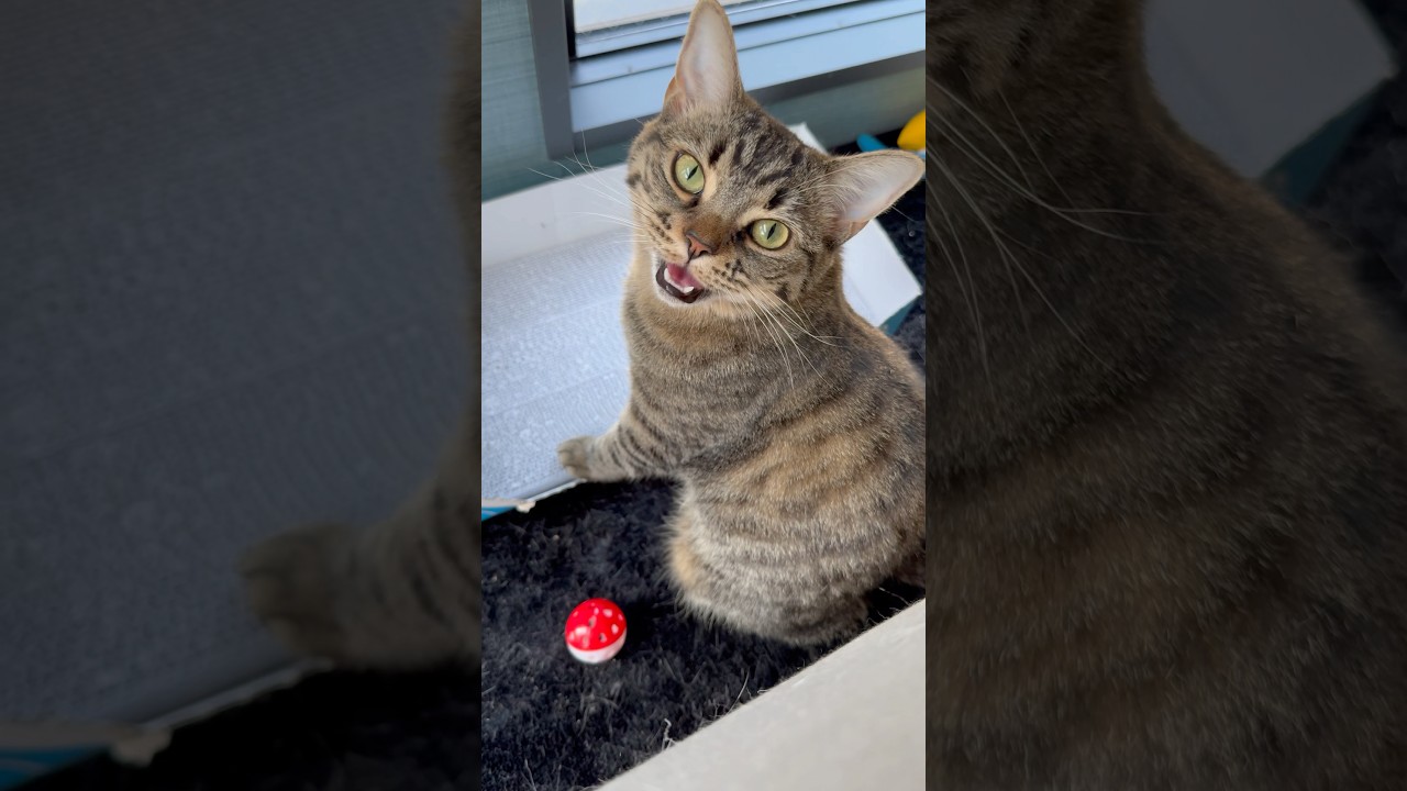 パパに毎朝おはよう!!する猫が可愛すぎる... #shorts #猫 #cat