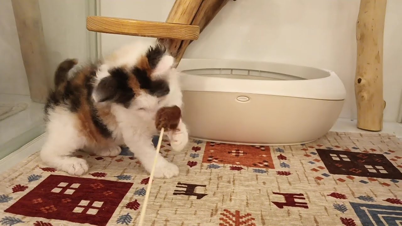 セルカークレックス　女の子　2025/4/5生まれ