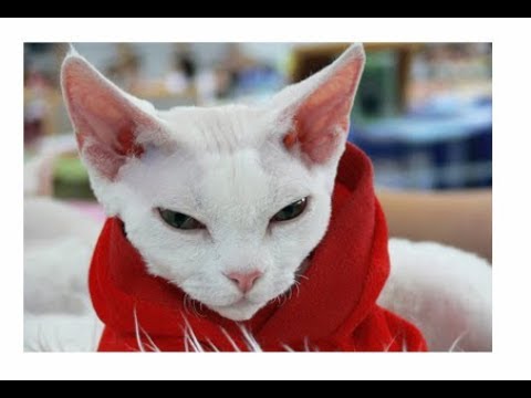 猫 ネコ画像 世界の猫！「デボンレックス」(Cute Funny Crazy Cats Compilation)