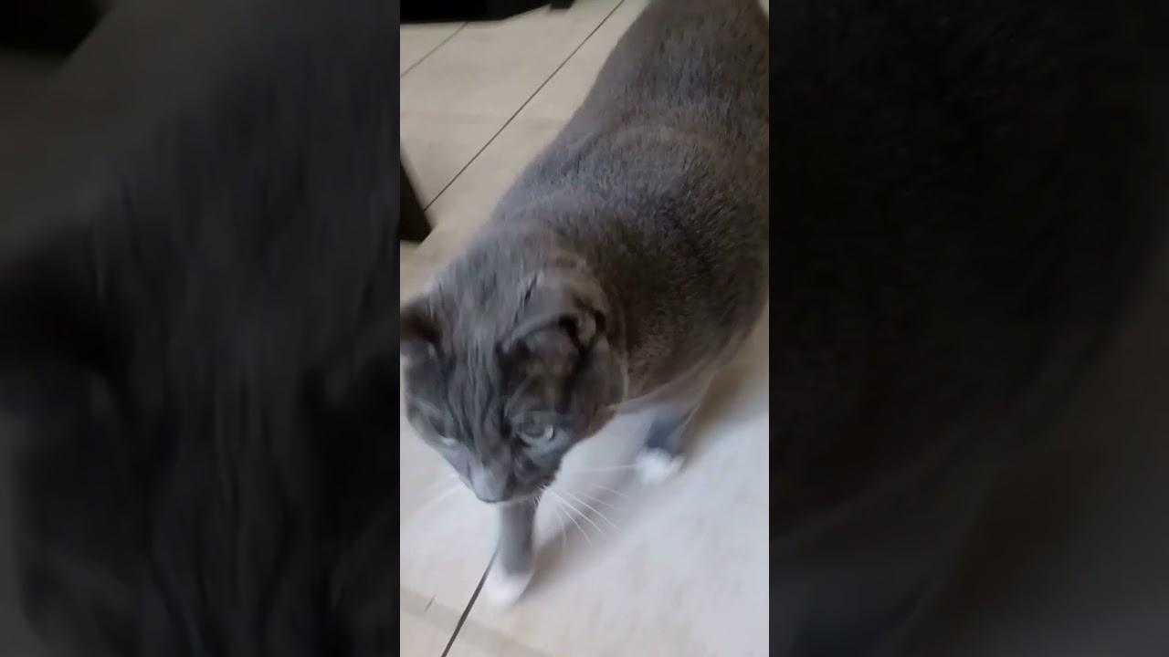 He Answers to His Name… Even with Just a Tail Flick 🐈‍⬛ | 呼ばれたら返事する猫、チビ。
