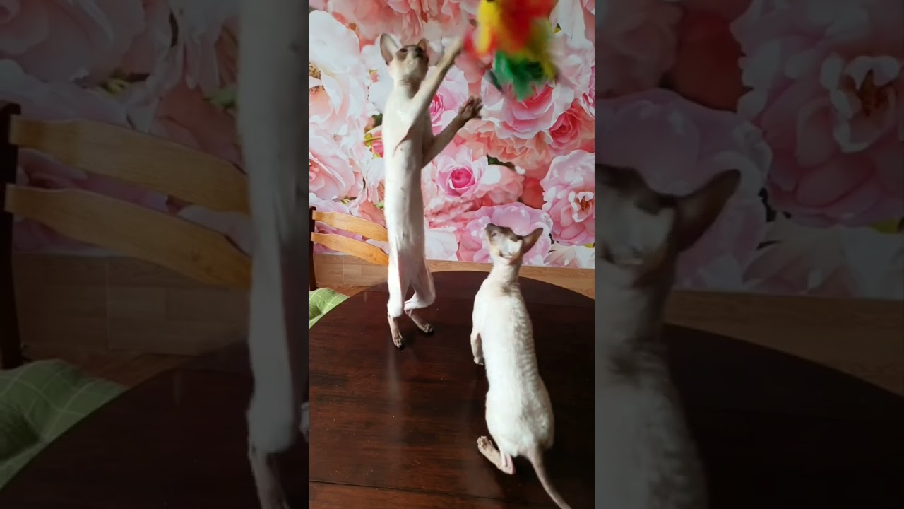 Funny Cat Reactions You Must See 2025!