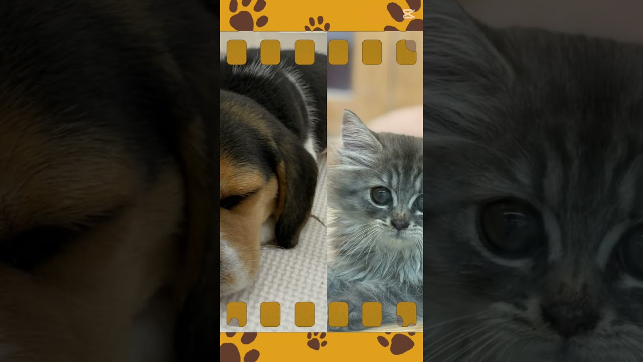 #マルワン相模大塚店#マルプー#ラグドール#ビーグル#ノルウェージャンフォレストキャット#ヨークシャーテリア