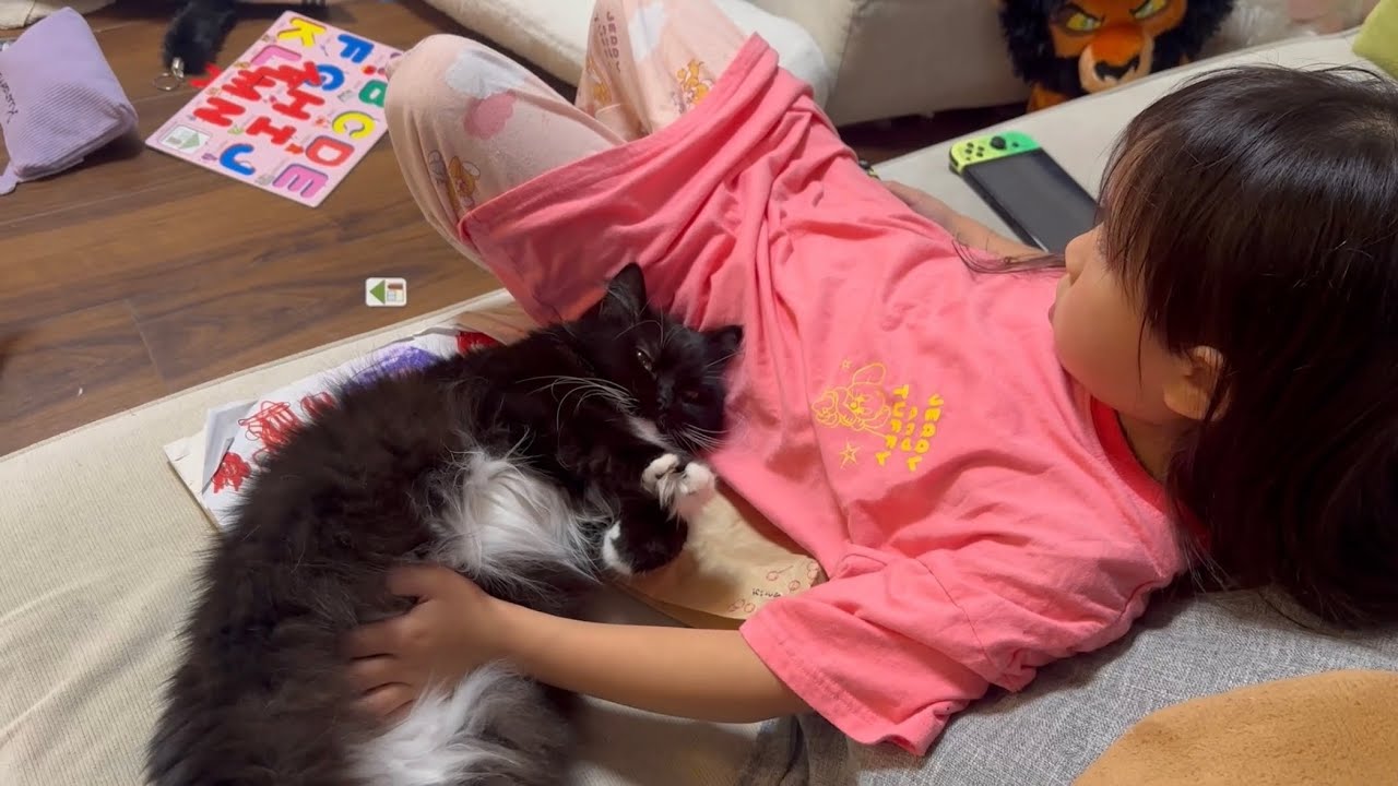 旅行から戻った飼い主に甘えまくる猫　ラガマフィンRagamuffin