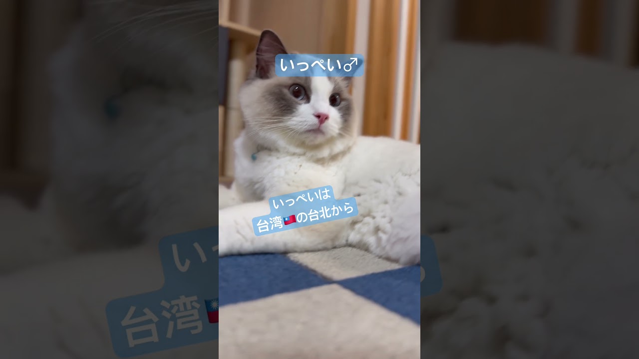 いっぺいとミヨン、名前の由来は？🐈　#いっぺいdialy #ラグドール #猫のいる暮らし #猫好きさんと繋がりたい
