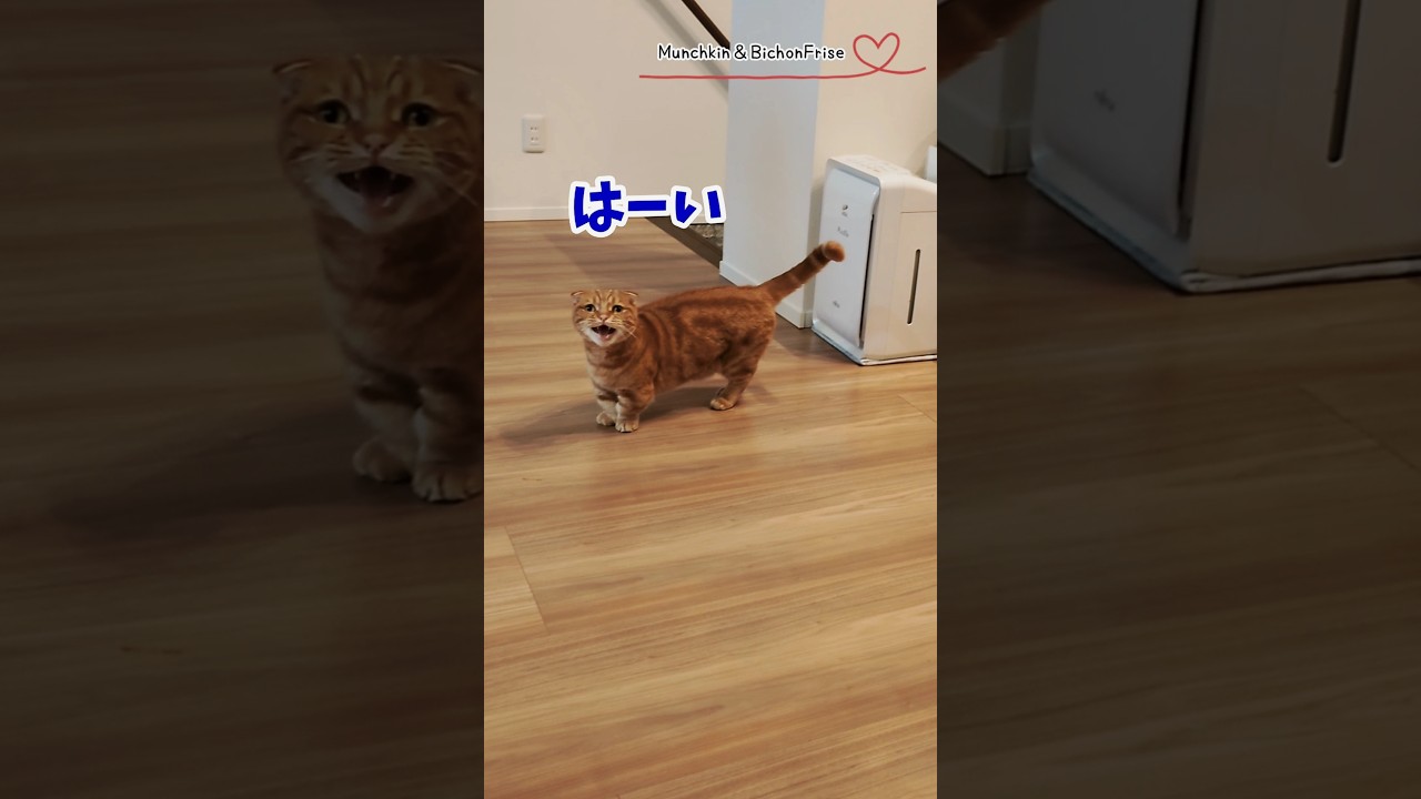 【マンチカン】呼ぶと返事をしてくれる可愛い短足猫 【犬と猫、両方飼ってると毎日かわいい♥】