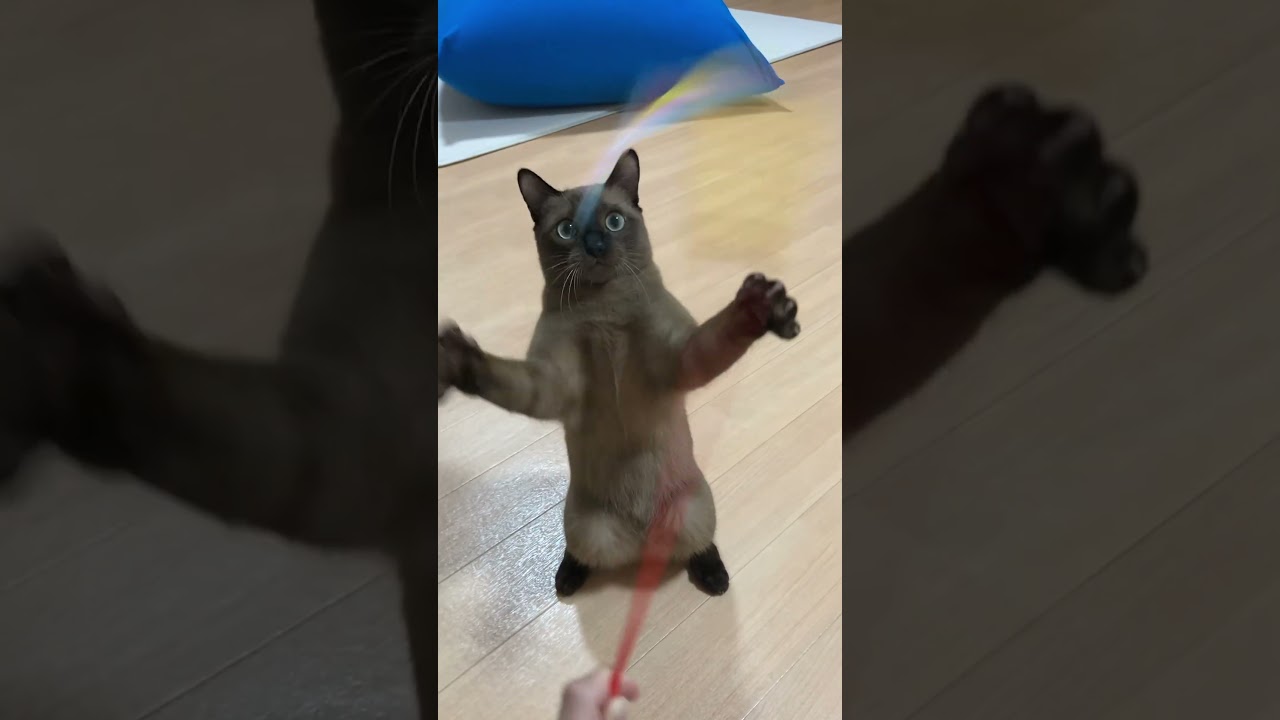 猫のこの瞬間めっちゃ好きなんやけどわかる人おる？ #バーミーズ #バナージ #猫 #cat #ユニコーン