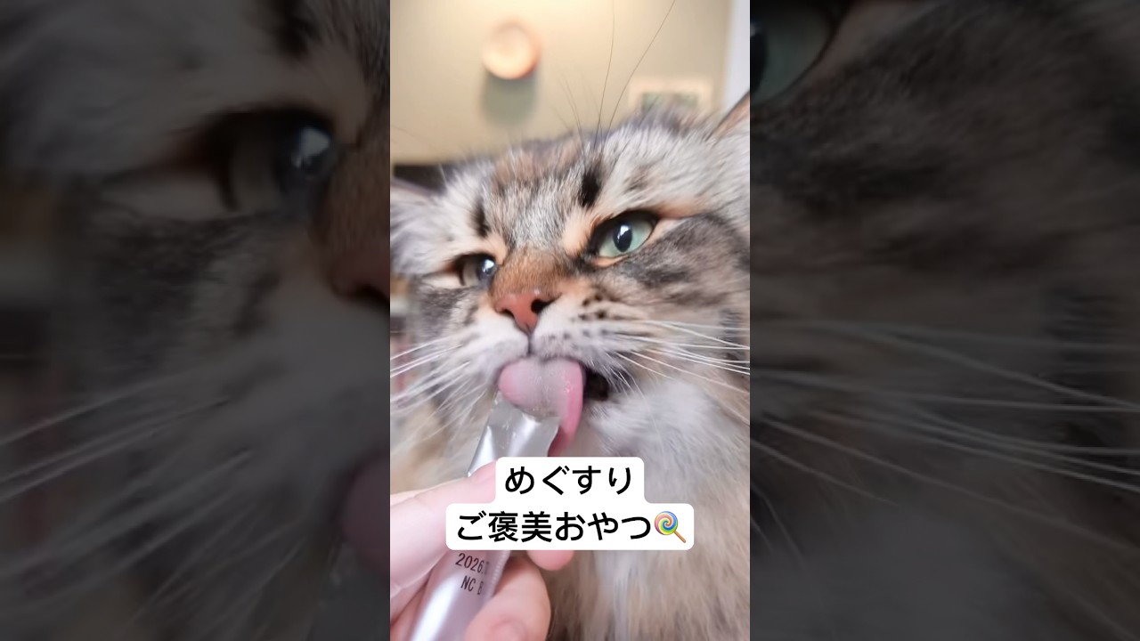 プレミアムおやつタイム🎶 #猫 #サイベリアン #おやつ
