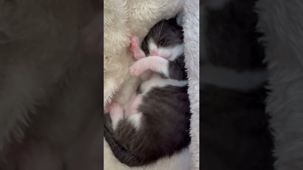 (Day1) カラスにやられて雄一に生き残った子猫を保護した。 까마귀에게 공격당해 유일하게 살아남은 아기 고양이를 보호했다. #子猫 #野良猫 #고양이 #babycat