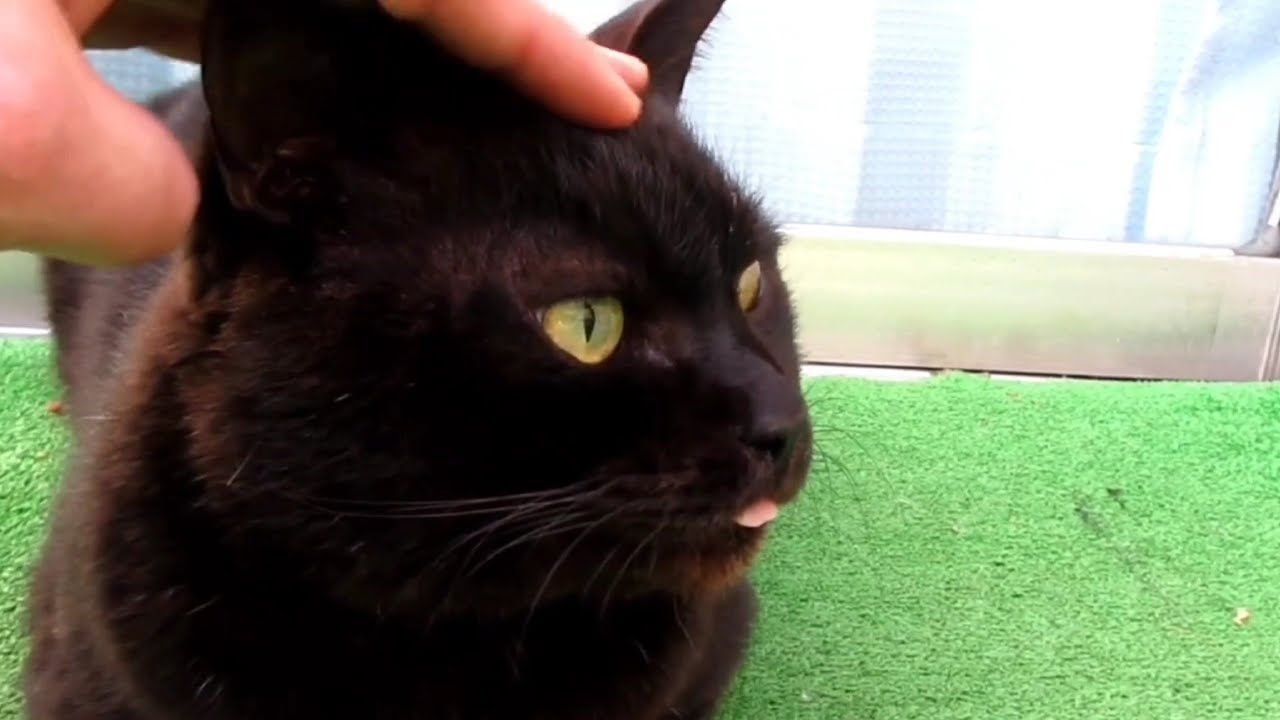 [野良猫]舌をしまい忘れた黒猫が可愛すぎる！[straycat]Cats with strong intentions are cute!