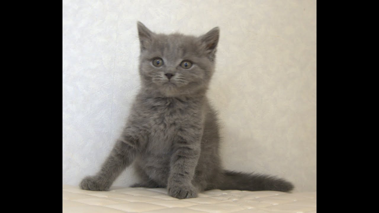 ブリティッシュショートヘアー子猫　British Shorthair　2025.4.4産まれ　ブルー　男の子　シーダキャット猫のお店