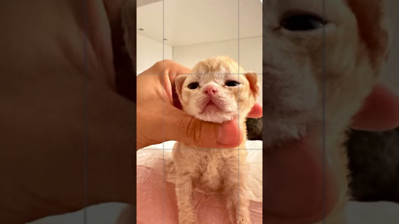 デボンレックス　新生児　今日で生13日 可愛い颜