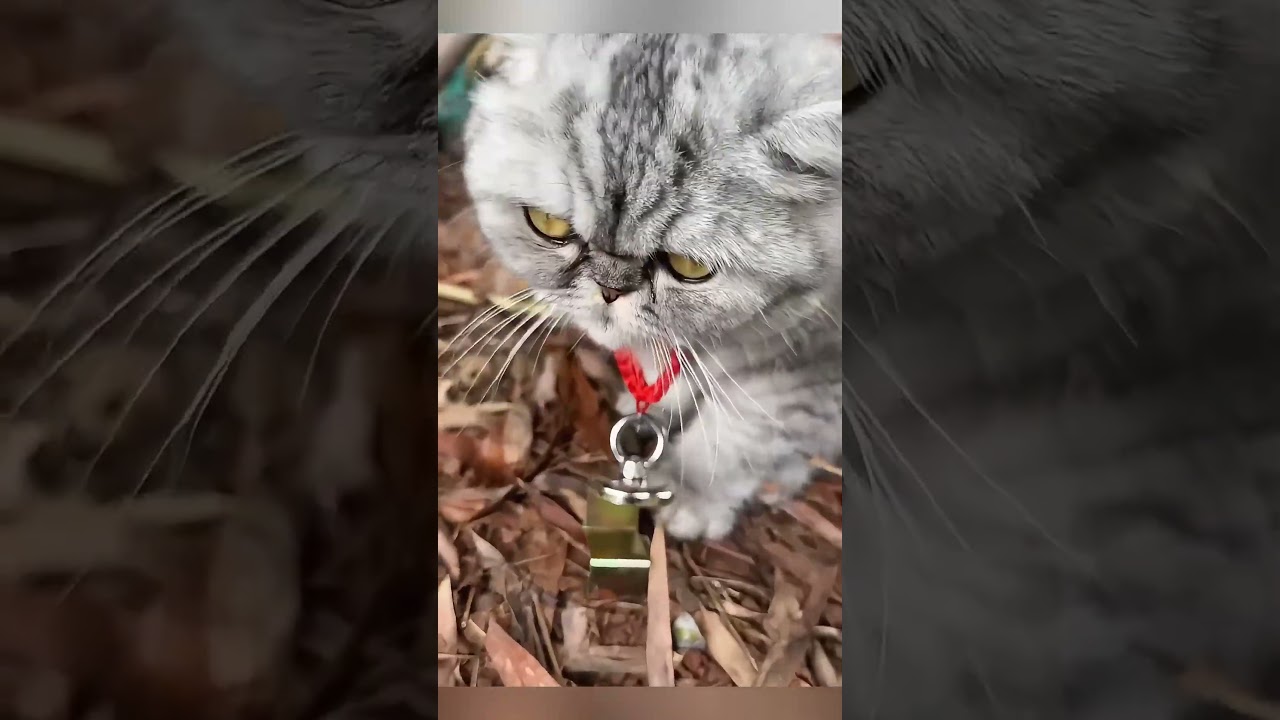 猫の首輪が最強磁石に変身したらどうなる？