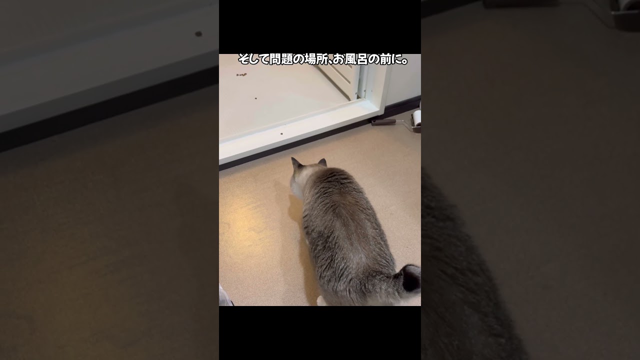 【ドッキリ】おやつを追いかけた先がお風呂だったら…？#猫動画 #cat #子ネコ #保護猫 #猫のいる暮らし #猫 #ねこチャックの日常 #ねこ #子猫