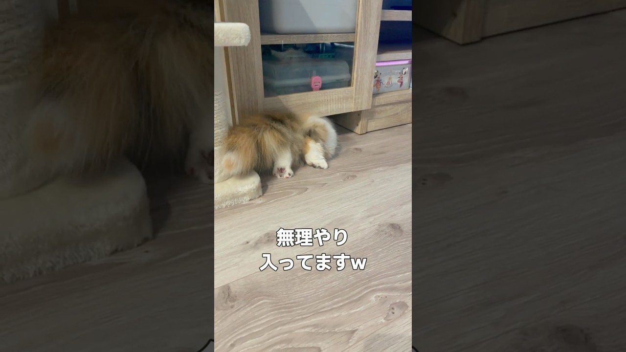 定期的にめり込む猫 #cat #猫 #ねこ #マンチカン