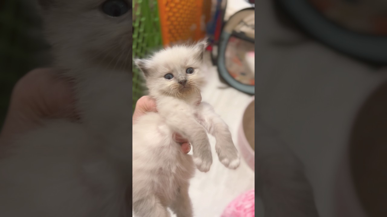 カメラの音でビビる赤ちゃん子猫たち #shorts #ラグドール #子猫