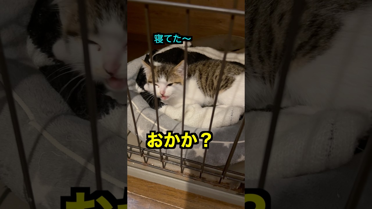 寝起きで返事をしてくれる生後1か月の子猫 #子猫 #ねこ #保護猫  #ねこのいる暮らし #shorts_video