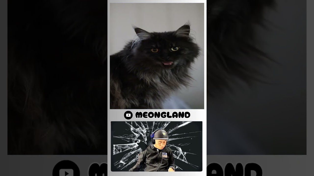 🔥 Maine Coons: Do They Match Their Majestic Looks? (EVERYONE)