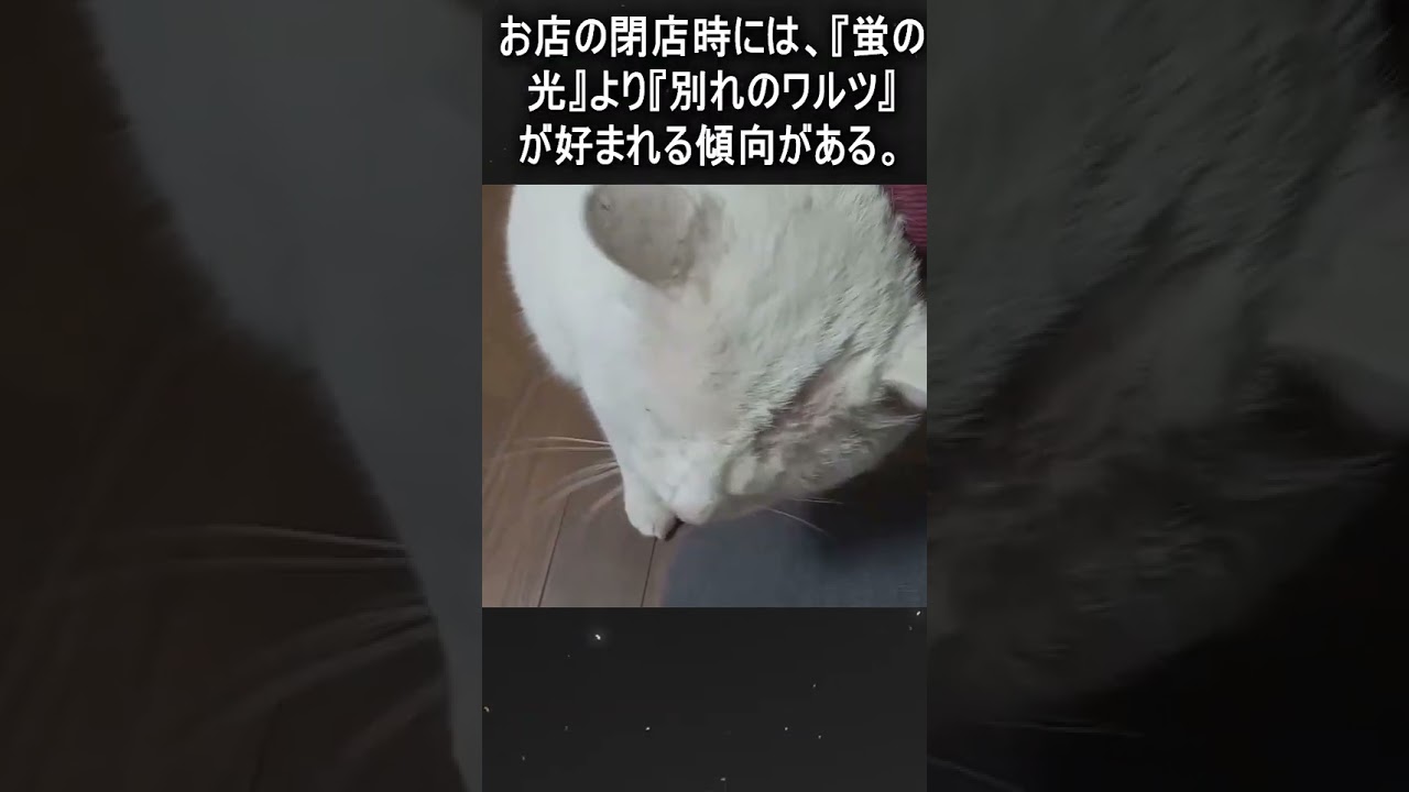 お店の閉店時に流れるあれは『蛍の光』ではないかもしれない　#Shorts #猫　#cat　#雑学