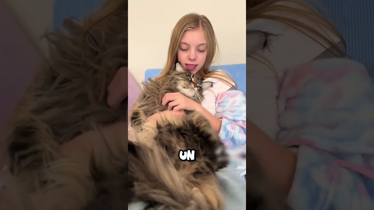 IMPOSIBLE Quitarse a Estos Gatos de Encima