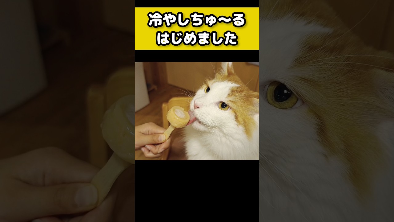 猫もアイスが好き #猫のいる暮らし #猫 #メインクーン #cat #mainecoon #catlover​  #catshorts​ #cute​ #cutecat​ #fyp​