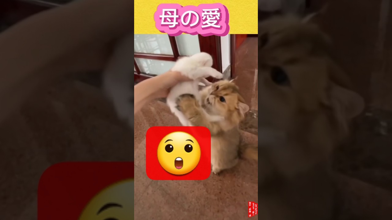 母猫の愛情 | 可愛い猫 | Cat shorts | #shorts #猫 #viral