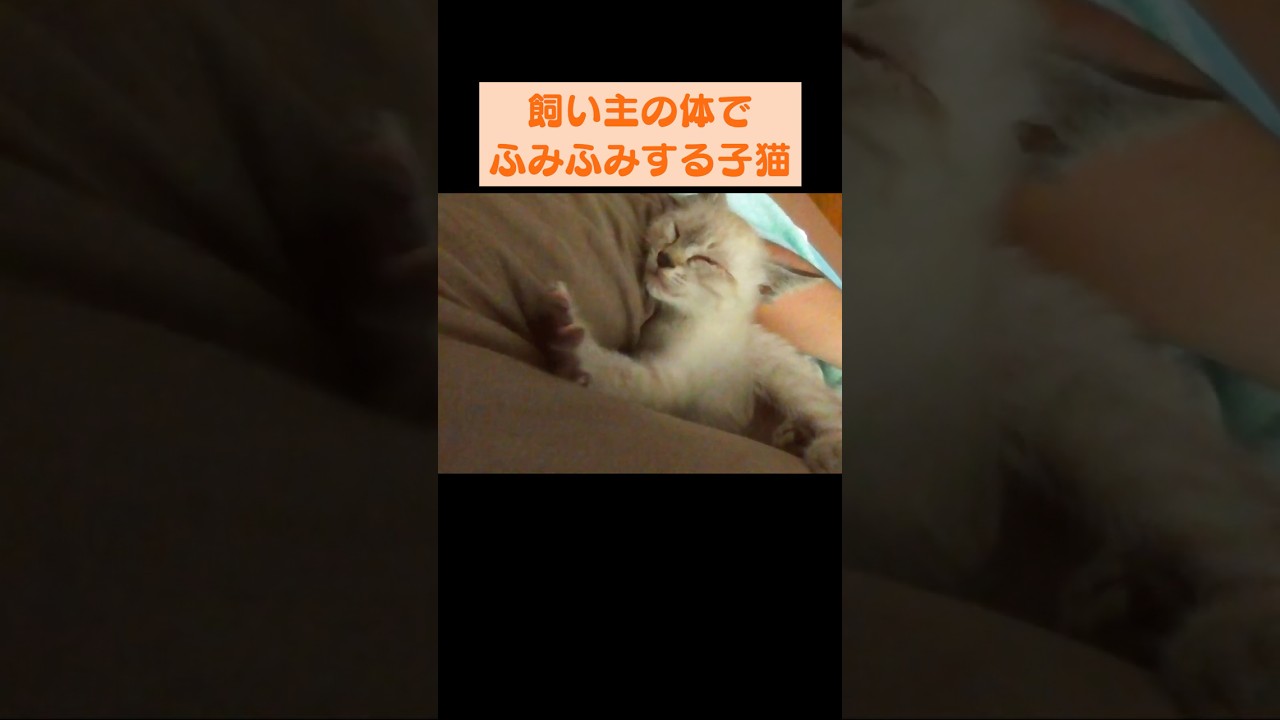 【保護3日目】甘えん坊な子猫のふみふみがかわいすぎる