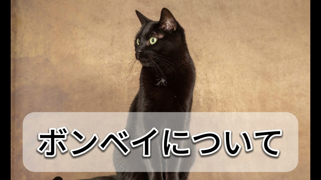 【ボンベイについて】