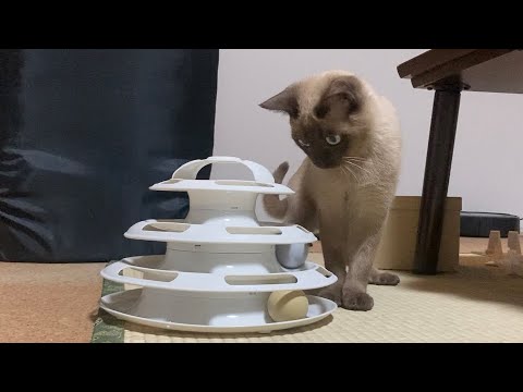 トンキニーズ【2022/11/12】