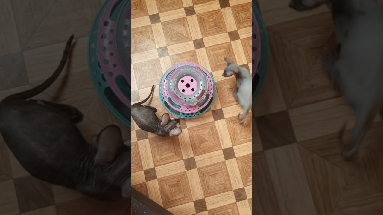 Cutest Cornish Rex Kittens Playing | Funny Cat Videos 2025!