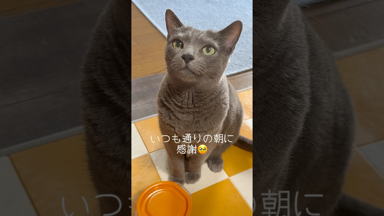【ロシアンブルー】めろん〜梅雨空もひとやすみかな😊いつも通りの朝に感謝🥹【猫】#shorts